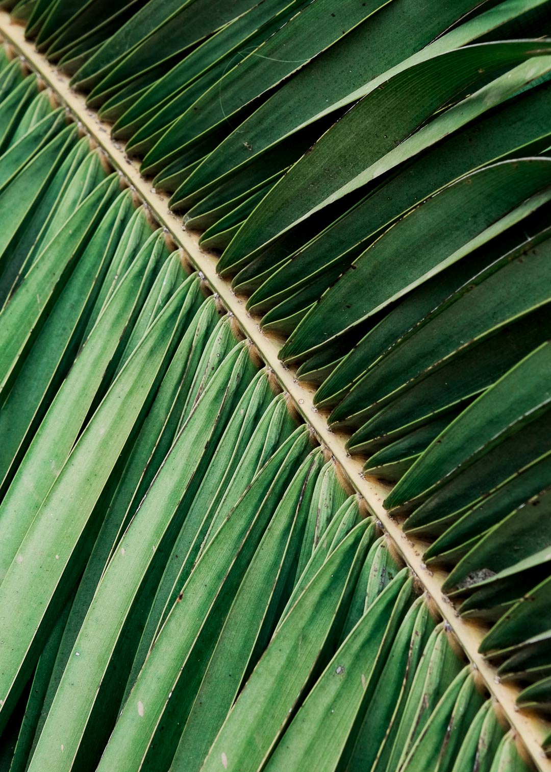 feuille de palmier composition photographique studio moga
