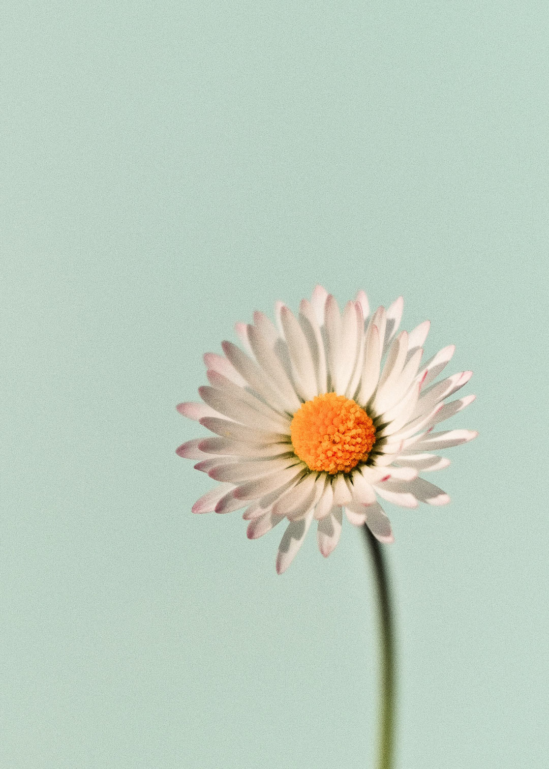 paquerette-studio-moga-photographie